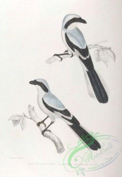 indian_zoology-00032 - 032-Lahtora Butcher Bird, lanius lahtora
