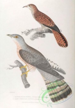 indian_zoology-00034 - 034-Slender-billed Cuckoo, cuculus tenuirostris, Shrow Cuckoo, cuculus lathami