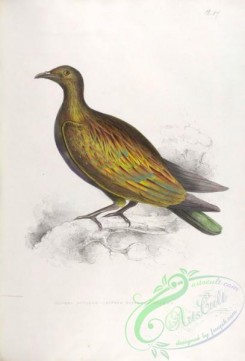 indian_zoology-00037 - 037-Chinese Tiffeted Pigeon, columba gouldiae