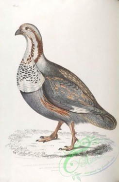 indian_zoology-00046 - 046-Pheasant-Grouse, tetraogallus nigellii