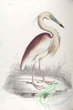 indian_zoology-00048 - 048-Marone Backed Heron, ardea grayii