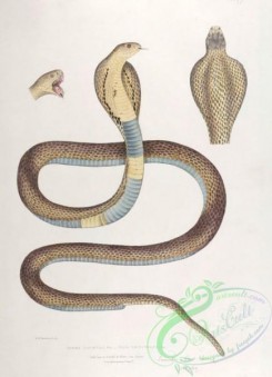 indian_zoology-00077 - 077-Cobra Capella, naja tripudians