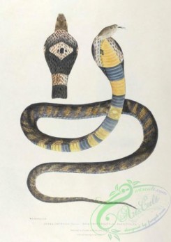 indian_zoology-00078 - 078-Cobra Capella, naja tripudians fasciata