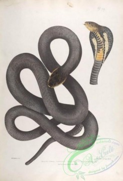 indian_zoology-00079 - 079-Black Cobra Capello, naja tripudians nigra