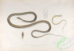 indian_zoology-00081 - 081-Lined Tailed Tree Snake, ahaetula caudolineata