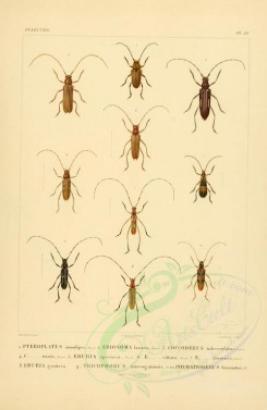 insects-00376 - 014-pteroplatus, eriosoma, coccoderus, eburia, tricophorus, phymatioderus [2529x3890]