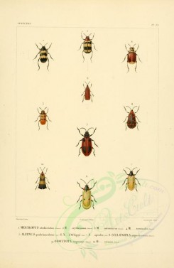 insects-00377 - 015-megalopus, alurnus, scelaenopla, odontota [2529x3890]