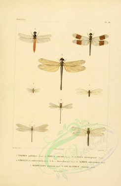 insects-00378 - 016-termes, perla, aeshna, libellula, agrion, myrmeleon, ascalaphus [2529x3890]
