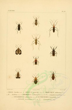 insects-00379 - 017-velia, arilus, reduvius, apiomerus, conorhinus, ectrichodia, tingis [2529x3890]