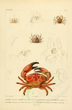 insects-00382 - 020-pisoides, acanthonyx, leucippa, xantho [2529x3890]