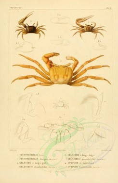 insects-00389 - 027-pinnotherelia, gelasimus, ocypoda [2529x3890]