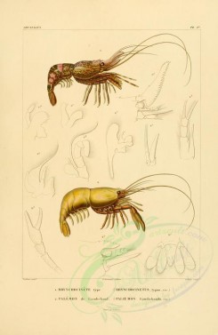 insects-00393 - 031-rhynchocinetus, paloemon [2529x3890]
