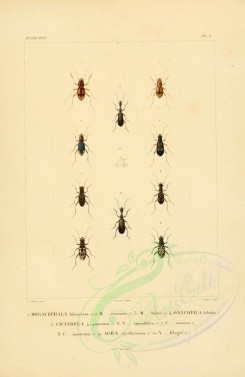 insects-00394 - 032-megacephala, oxycheila, cicindela, agra [2529x3890]