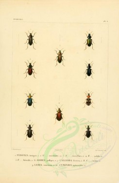 insects-00395 - 033-feronia, oodes, calleida, lebia, cymindis [2529x3890]