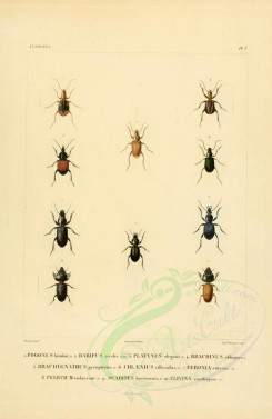 insects-00396 - 034-pogonus, baripus, platynus, brachinus, brachygnathus, chlaenius, feronia, pelecium, scarites, clivina [2529x3890]