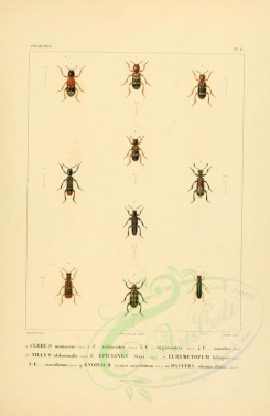 insects-00397 - 035-clerus, tillus, epiclines, eurymetopum, enoplium, dasytes [2529x3890]