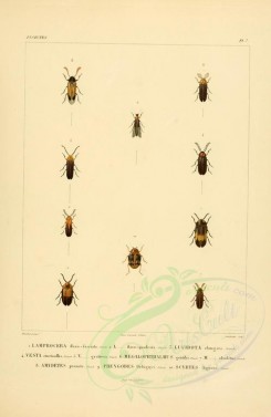 insects-00398 - 036-lamprocera, lucidota, vesta, megalophthalmus, amydetes, phengodes, scyrtes [2529x3890]
