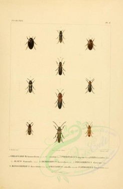 insects-00399 - 037-chelonarium, pterotarsus, galba, alaus, hemirhipus, physorhinus, monocrepidius, aphanobius, cyathodera [2529x3890]