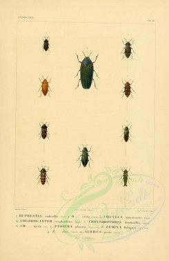insects-00400 - 038-buprestis, coeculus, colobogaster, chrysobothris, ptosima, zemina, agrilus [2529x3890]