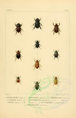 insects-00401 - 039-cratocnemus, megaceras, coelosis, anomala, cyclocephala, rutela, leucothyreus, philochlaenia [2529x3890]