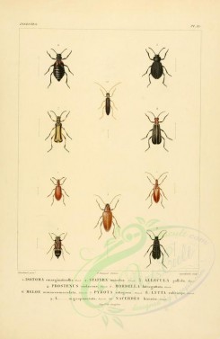insects-00402 - 040-isotoma, statyra, allecula, prostenus, mordella, meloe, pyrota, lytta, nacerdes [2529x3890]