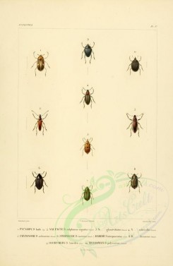 insects-00403 - 041-pycnopus, naupactus, phytonomus, sternechus, baridius, diorymerus, ryssomatus [2529x3890]