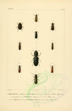 insects-00404 - 042-phloeotrupes, apate, psoa, trogossita, passandra [2529x3890]
