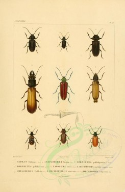 insects-00405 - 043-sypilus, anoploderma, torneutes, navosoma, macrotoma, cheloderus, poecilopeplus, poecilosoma [2529x3890]
