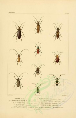 insects-00406 - 044-orion, criodion, grammicosomum, miopteryx, cosmisoma, trypanidius, hypsioma, compsosoma, hoplistocerus, hemilophus [2529x3890]