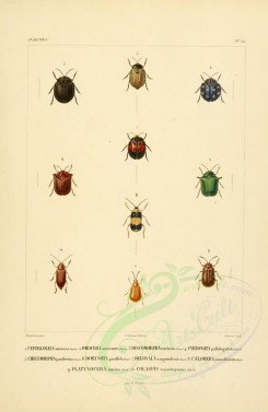 insects-00407 - 045-cephaloleia, omocera, discomorpha, cyrtonota, chelymorpha, dorynota, deloyala, caelomera, platynocera, colaspis [2529x3890]