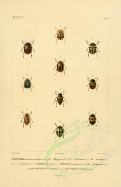 insects-00408 - 046-doryphora, chlamys, erotylus, brachyphaenus, epilachna [2529x3890]