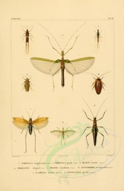 insects-00409 - 047-forficula, blatta, phoraspis, phasma, anisomorpha, scaphura, listroscelis [2529x3890]