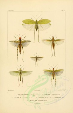 insects-00410 - 048-phaneroptera, truxalis, acridium, paulinia [2529x3890]