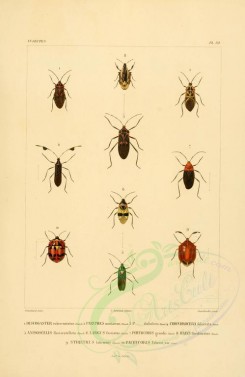 insects-00411 - 049-discogaster, paryphes, chondrocera, anisoscelis, largus, phytocoris, halys, stiretrus, pachycoris [2529x3890]
