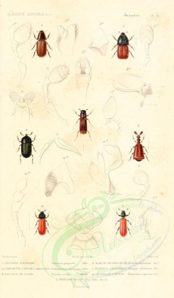 insects-00412 - 001-hylesinus, scolytus, camptocerus, platypus, paussus, bostrichus, psoa [1698x2900]