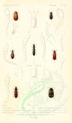 insects-00413 - 002-cis, cerylon, monotoma, lyctus, bitoma, colydium, mycetophagus [1698x2900]