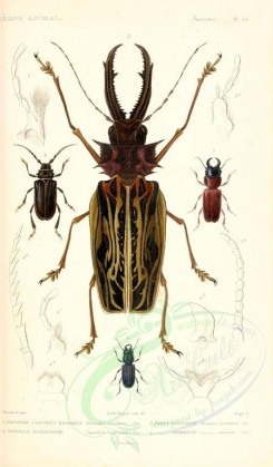 insects-00414 - 003-parandra, spondylis, prionus [1698x2900]