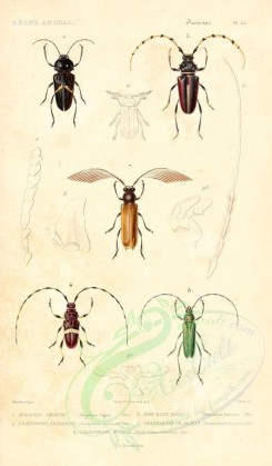 insects-00415 - 004-megaderus, dorcacerus, trachyderes, phoenicocerus, callichroma [1698x2900]