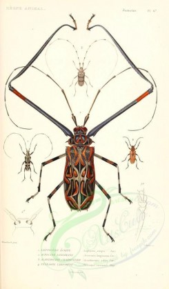 insects-00417 - 006-leptocera, acrocinus, acanthocinus, tetraopes [1698x2900]