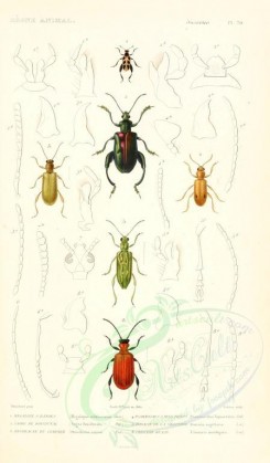 insects-00418 - 007-megalopus, psammaechus, sagra, donacia, orsodacna, crioceris [1698x2900]