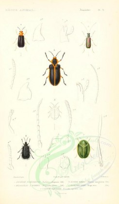 insects-00419 - 008-auchenia, megascelis, cassida, alurnus, hispa [1698x2900]