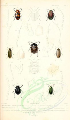 insects-00420 - 009-phyllocharis, doryphora, timarcha, chrysomela, galleruca, prasocuris, altica [1698x2900]