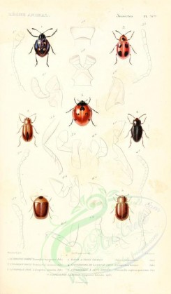 insects-00421 - 010-eumorphus, endomychus, lithophilus, daspsa, lycoperdina, coccinella, clypeaster [1698x2900]