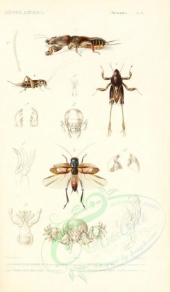 insects-00424 - 013-gryllus, xia [1698x2900]