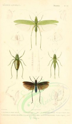 insects-00425 - 014-locusta, anisoptera, conocephalus, scaphura [1698x2900]