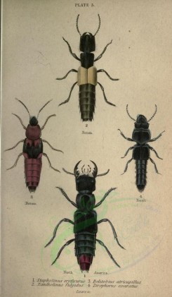 insects-01212 - 006-staphylinus, bolitobius, xantholinus, zirophorus [2214x3800]