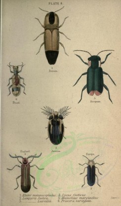 insects-01215 - 009-elater, lycus, lampyris, malachius, priocera [2226x3794]