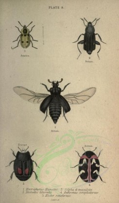 insects-01216 - 010-necrophorus, silpha, necrodes, anthrenus, hister [2226x3794]