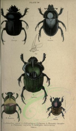 insects-01217 - 011-ateuchus, onthophagus, phanaeus, geotrupes [2226x3794]