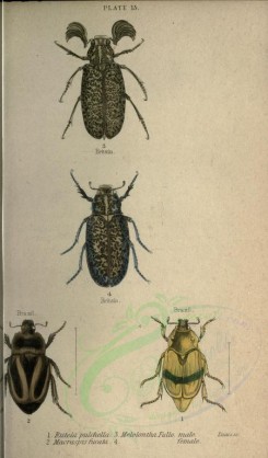 insects-01222 - 016-rutela, melolontha, macraspis [2226x3794]
